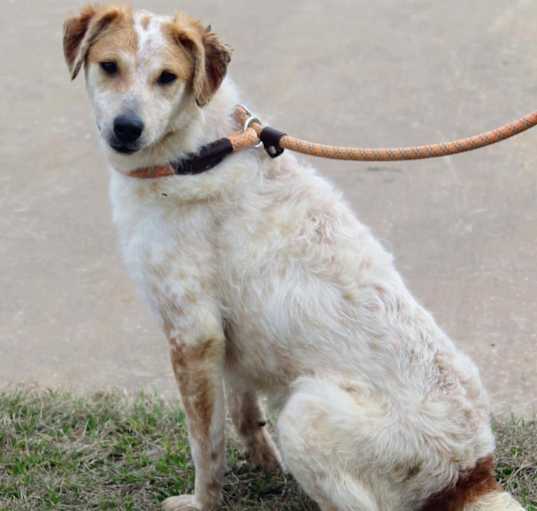 Photo of Grizzly