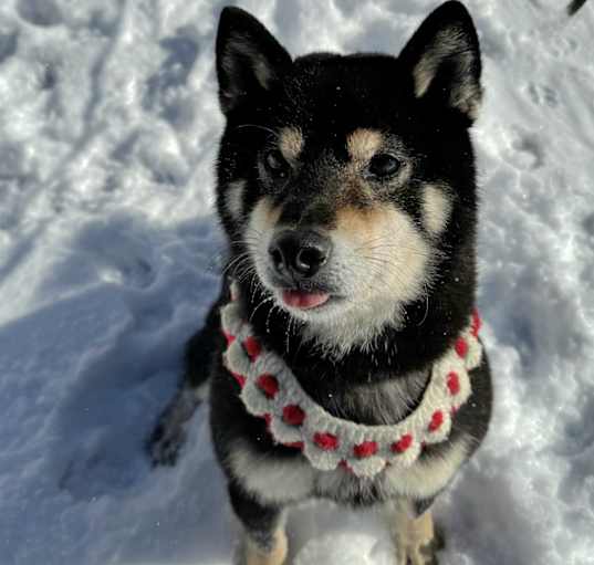 Photo of Buddy