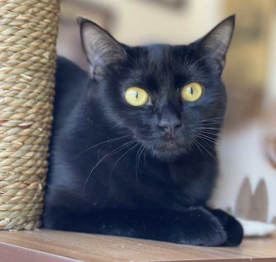 Photo of Jasmine