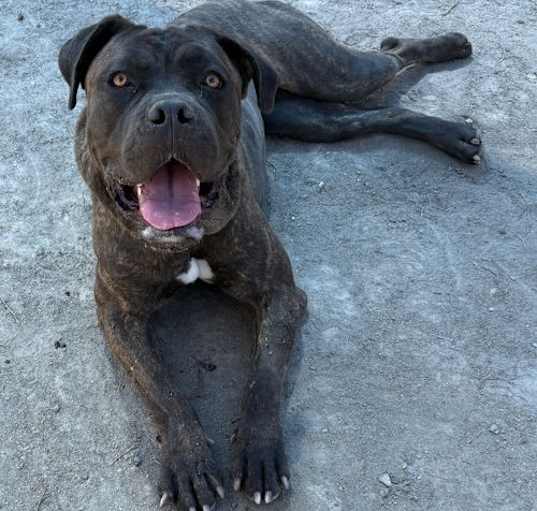 Photo of 2502-0637 Misty