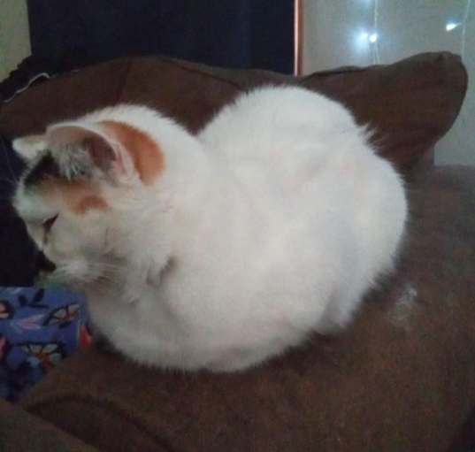 Photo of Scoot