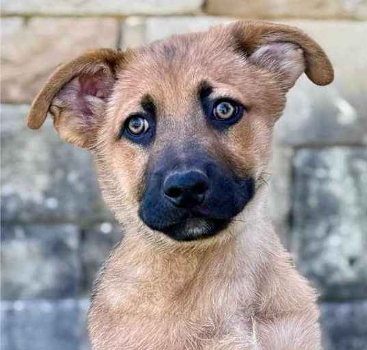 Photo of Indigo