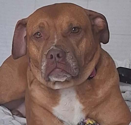 Photo of Paisley