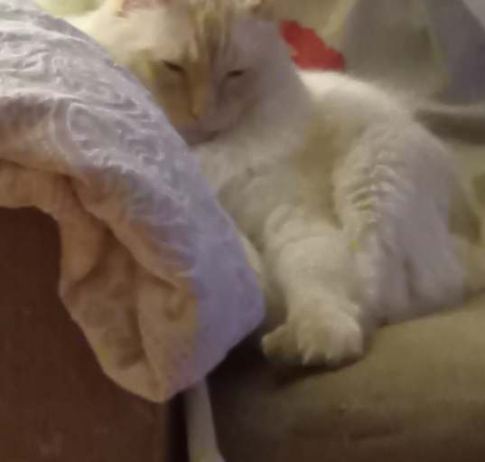 Photo of Vinnie