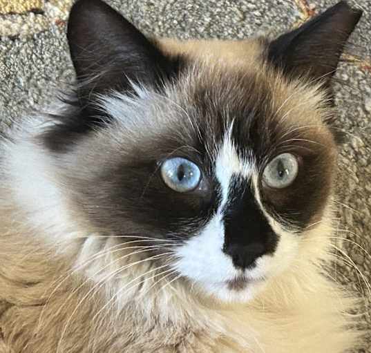 Photo of Mr. Mew