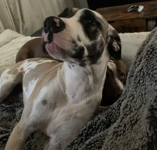 Photo of Astro