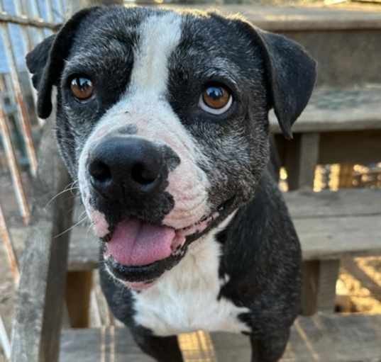 Photo of Buddy