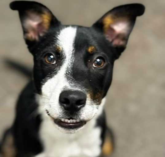 Photo of PJ (CP) - Adopt Me!