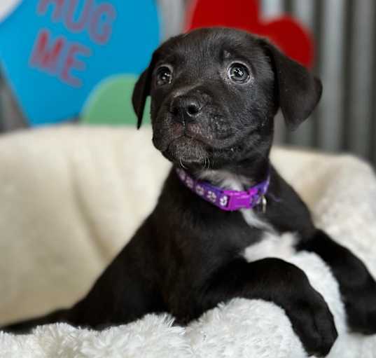 Photo of Hiccup
