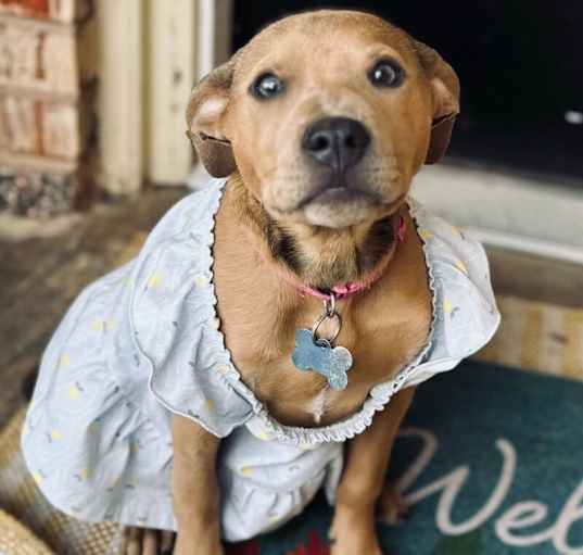 Photo of MONDAY SURPRISE AVAILABLE WHEN SPAYED
