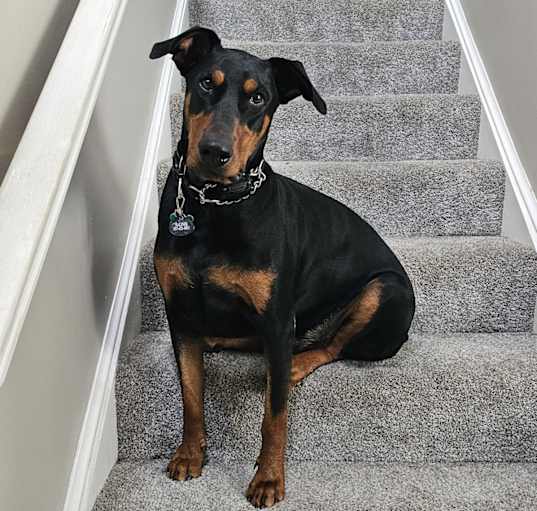 Photo of Ralphie