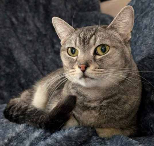 Photo of Nala