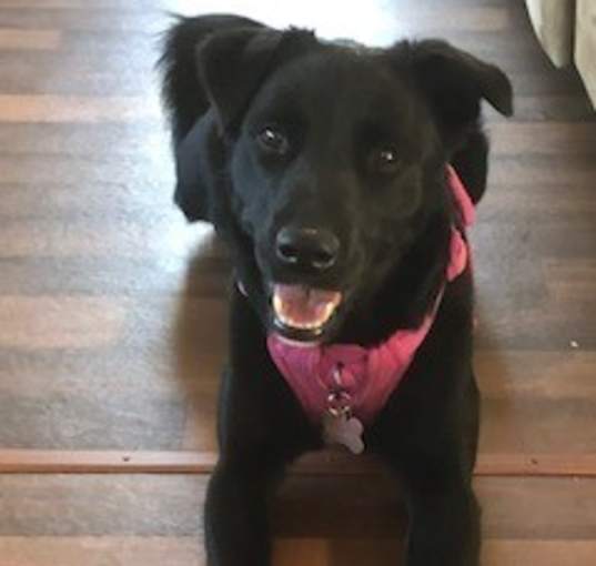 Photo of Dahlia (Courtesy Post)