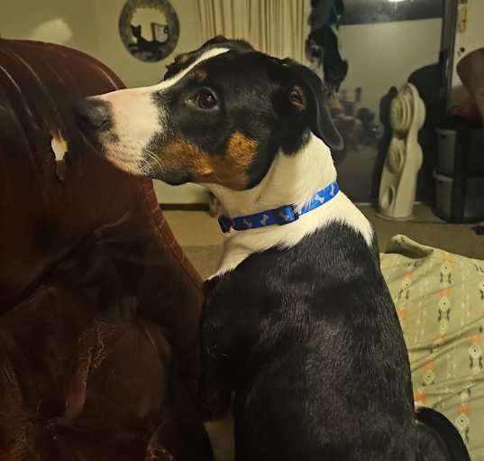 Photo of Scoob