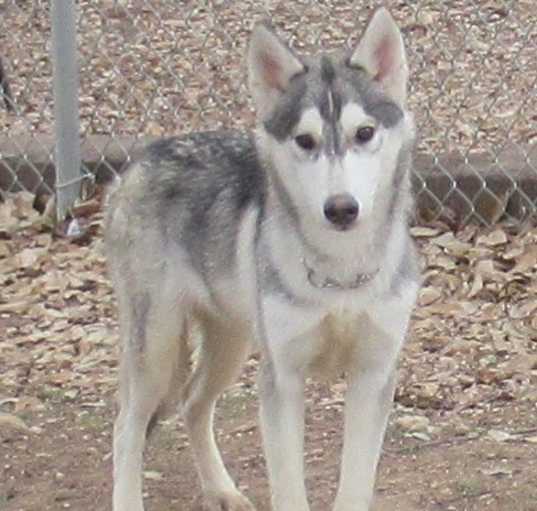 Photo of Zig