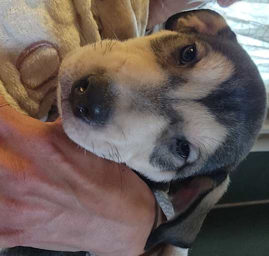 Photo of Prancer