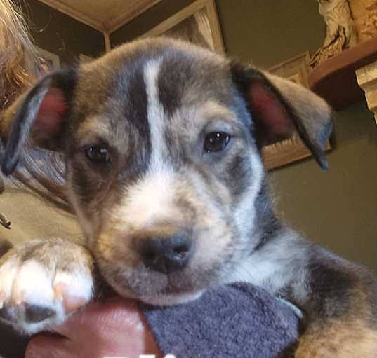 Photo of Blitzen