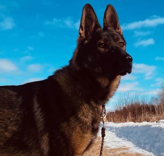 Photo of Blue *in foster*