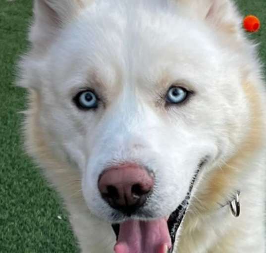 Photo of Max