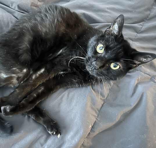 Photo of Kitty