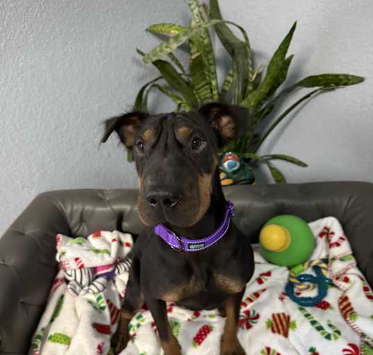 Photo of Dot Pei