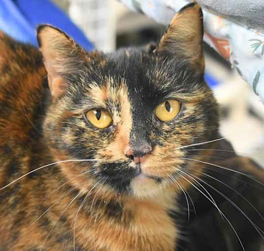 Photo of Nova