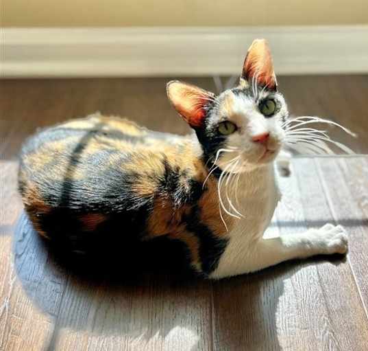 Photo of Sugar