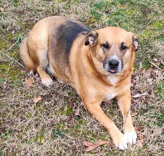 Photo of Bolt *COURTESY LISTING*