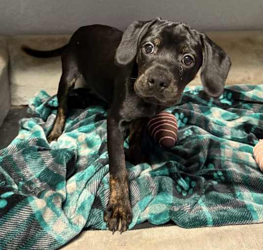 Photo of Irmal Winter- adoption pending