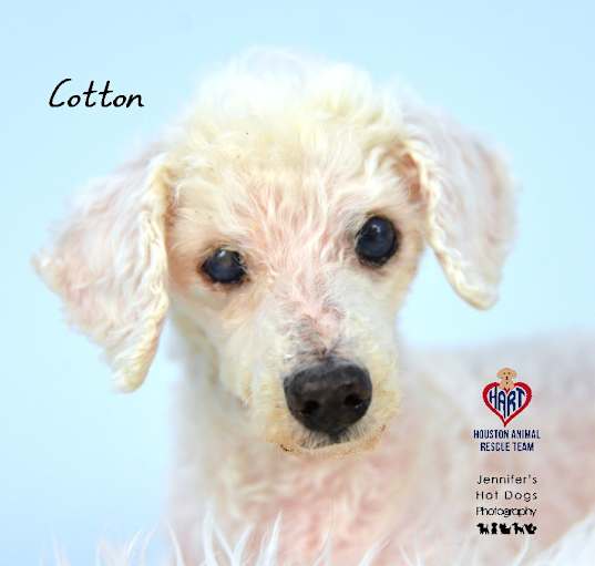 Photo of Cotton