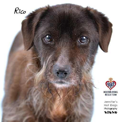 Photo of Rico