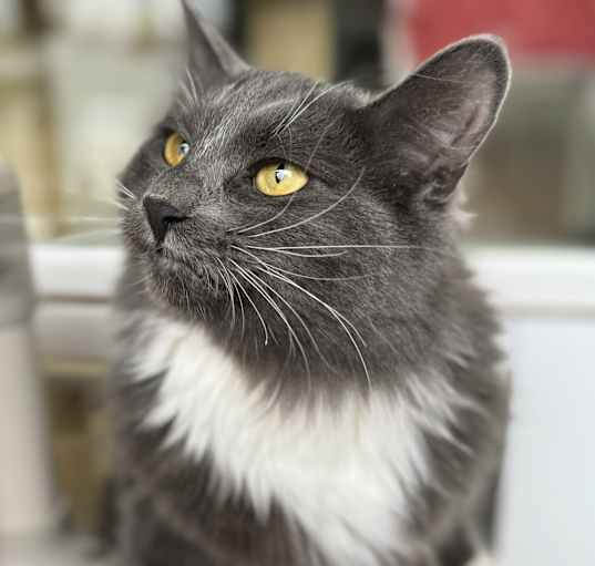 Photo of Sassy - $20 SHY CAT SPECIAL