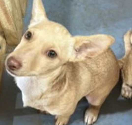 Photo of Hurley (in foster)