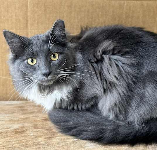 Photo of Swagger - $20 SHY CAT SPECIAL
