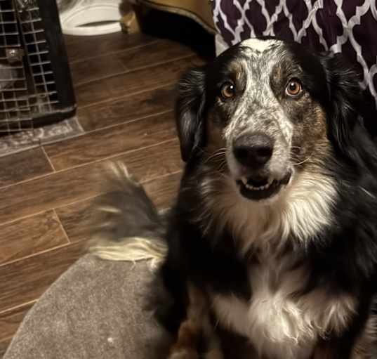 Photo of Koda