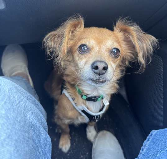Photo of Copper