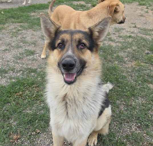 Photo of Bronco