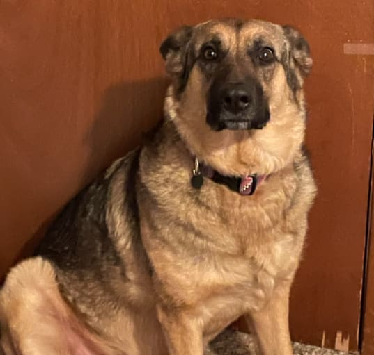 Photo of Riley