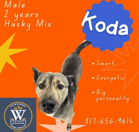 Photo of KODA