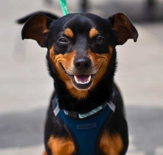Photo of Moxie