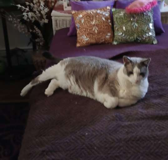 Photo of BooBoo