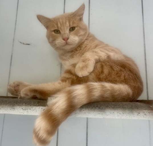 Photo of Cheddar