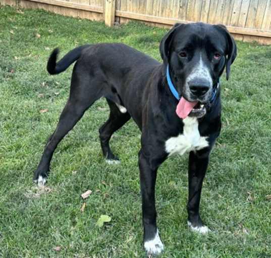 Photo of Dodger