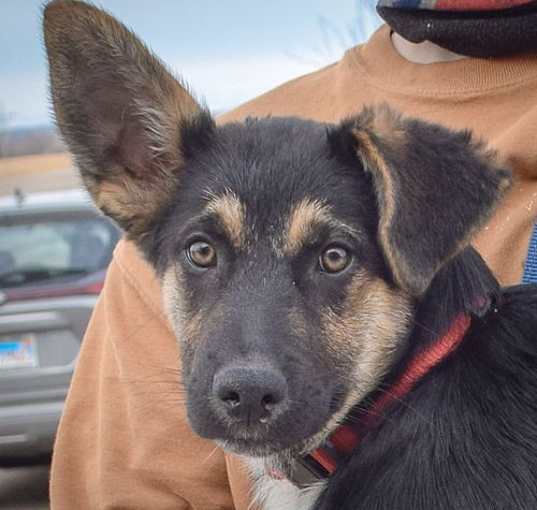 Photo of Roo