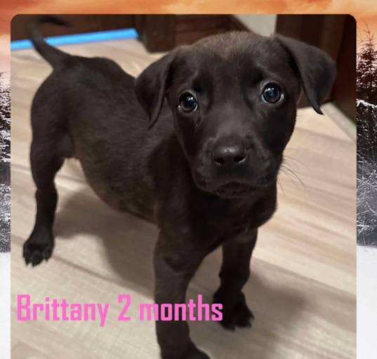 Photo of Brittany
