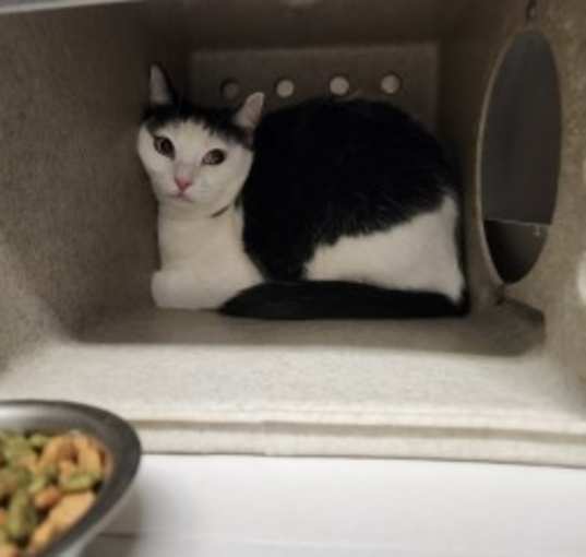 Photo of Nova