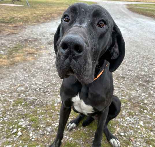 Photo of Daisy