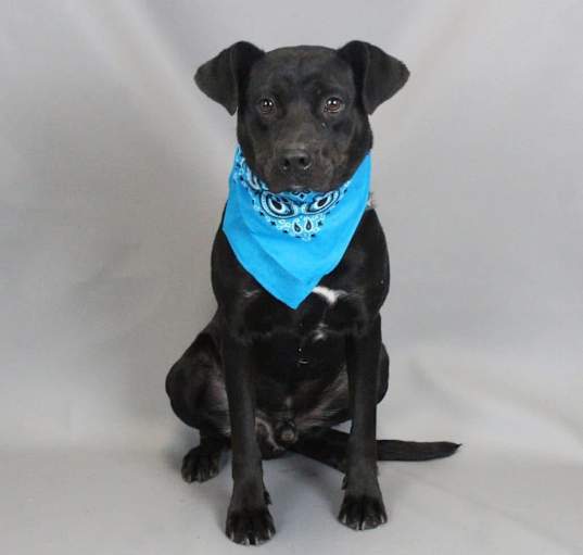 Photo of Blueberry
