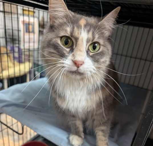 Photo of Muffin