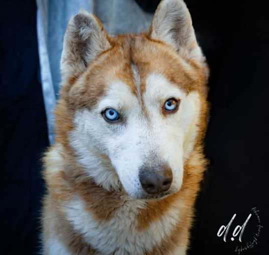 Photo of Bandit - ADOPTION IN PROCESS